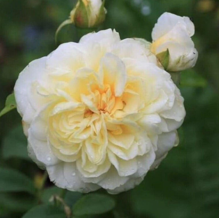 Lady Romantica