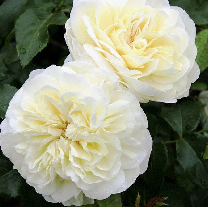 Lady Romantica