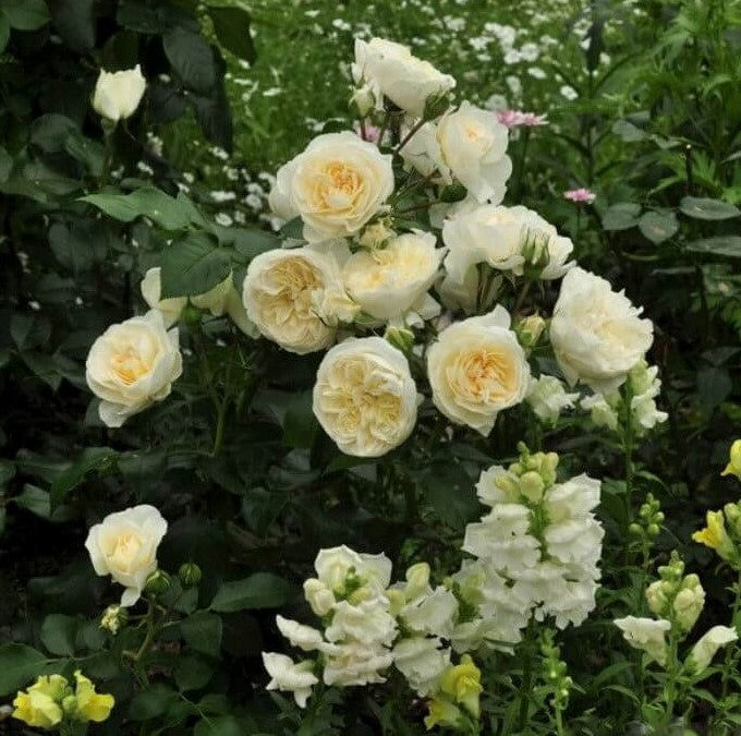 Lady Romantica