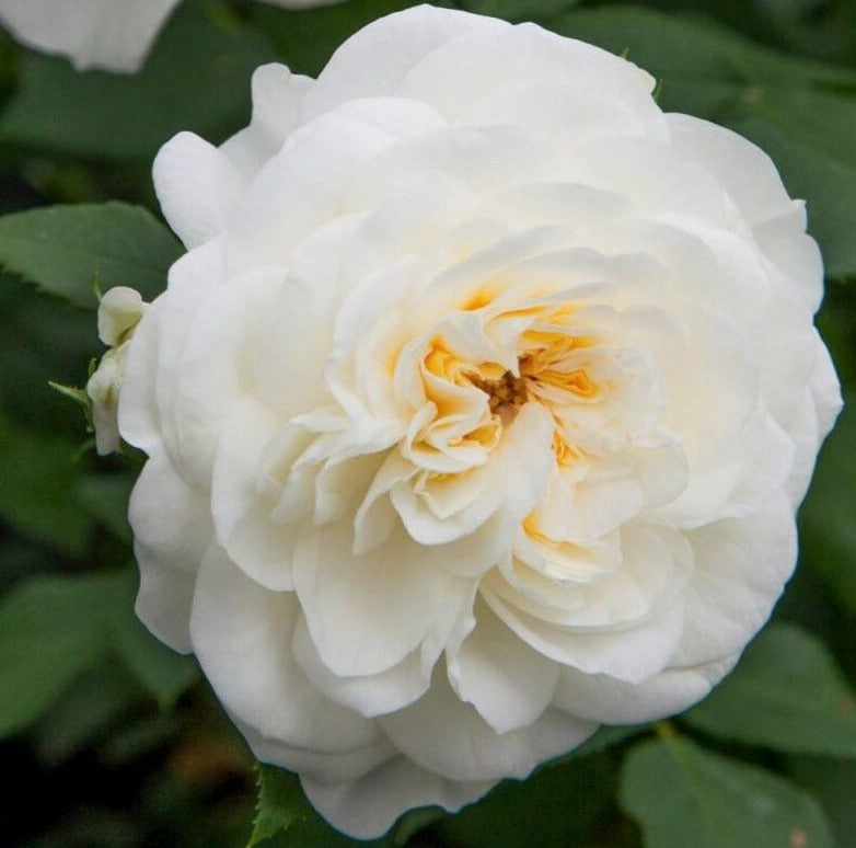 Lady Romantica