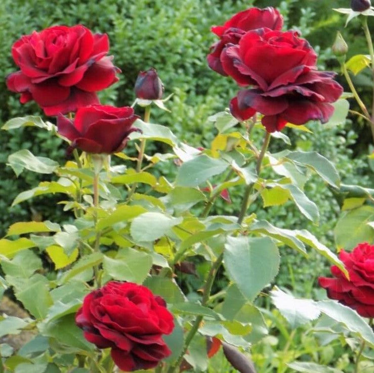 Le Rouge et Le Noire