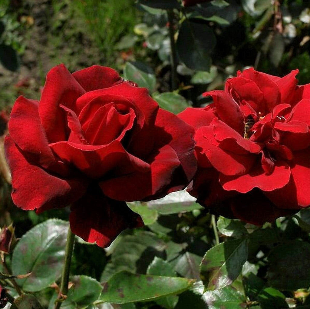 Le Rouge et Le Noire