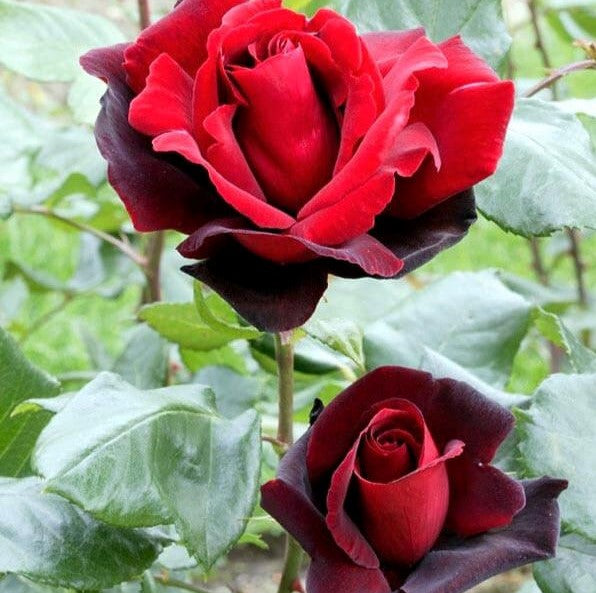 Le Rouge et Le Noire
