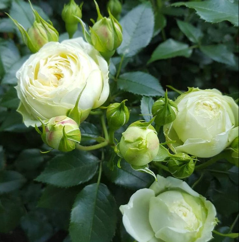 Lovely Green