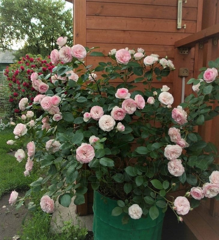 Mini Eden Rose ®