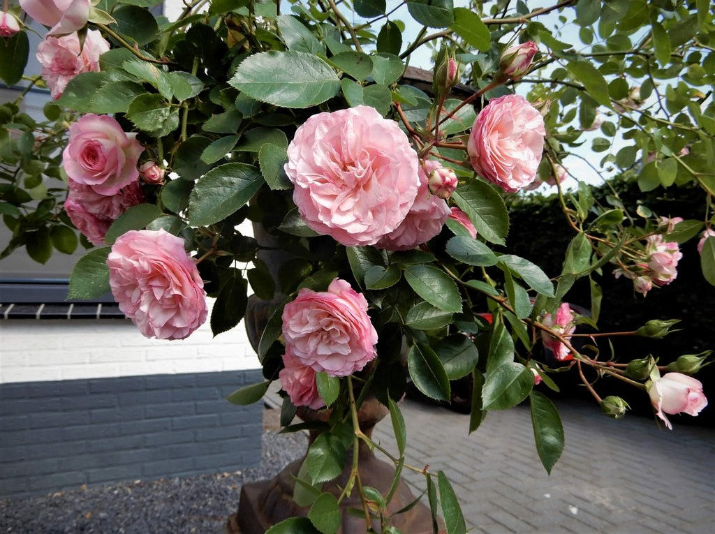 Mini Eden Rose ®