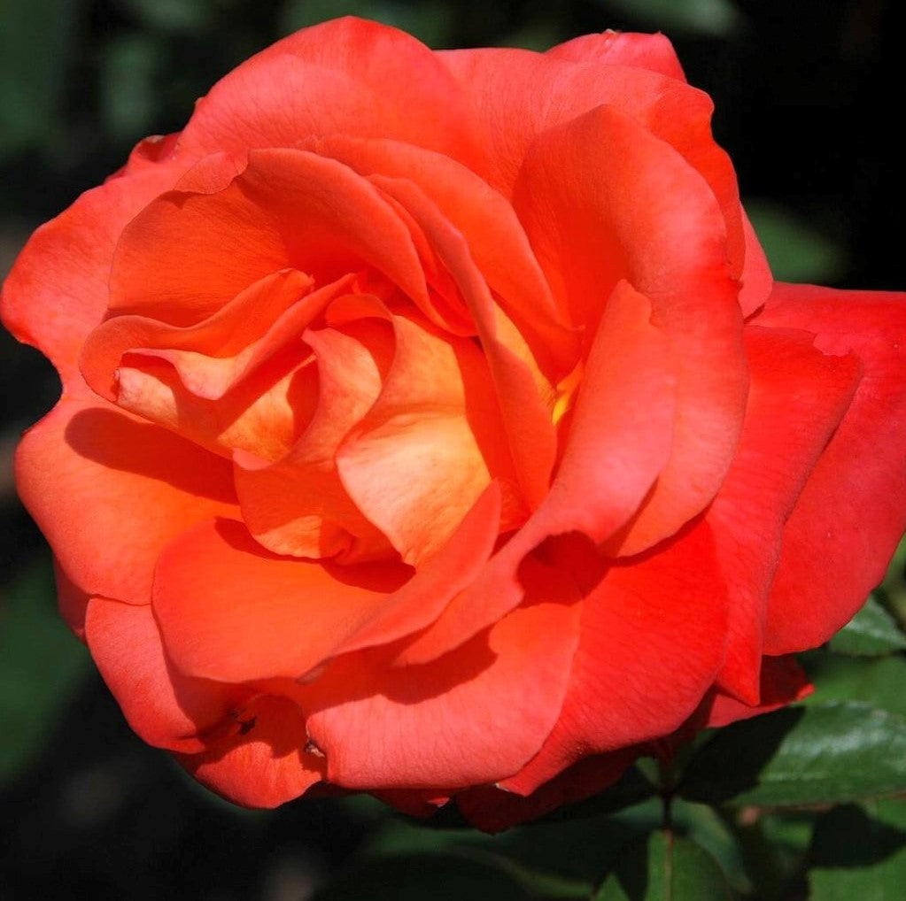 Orange Sensation