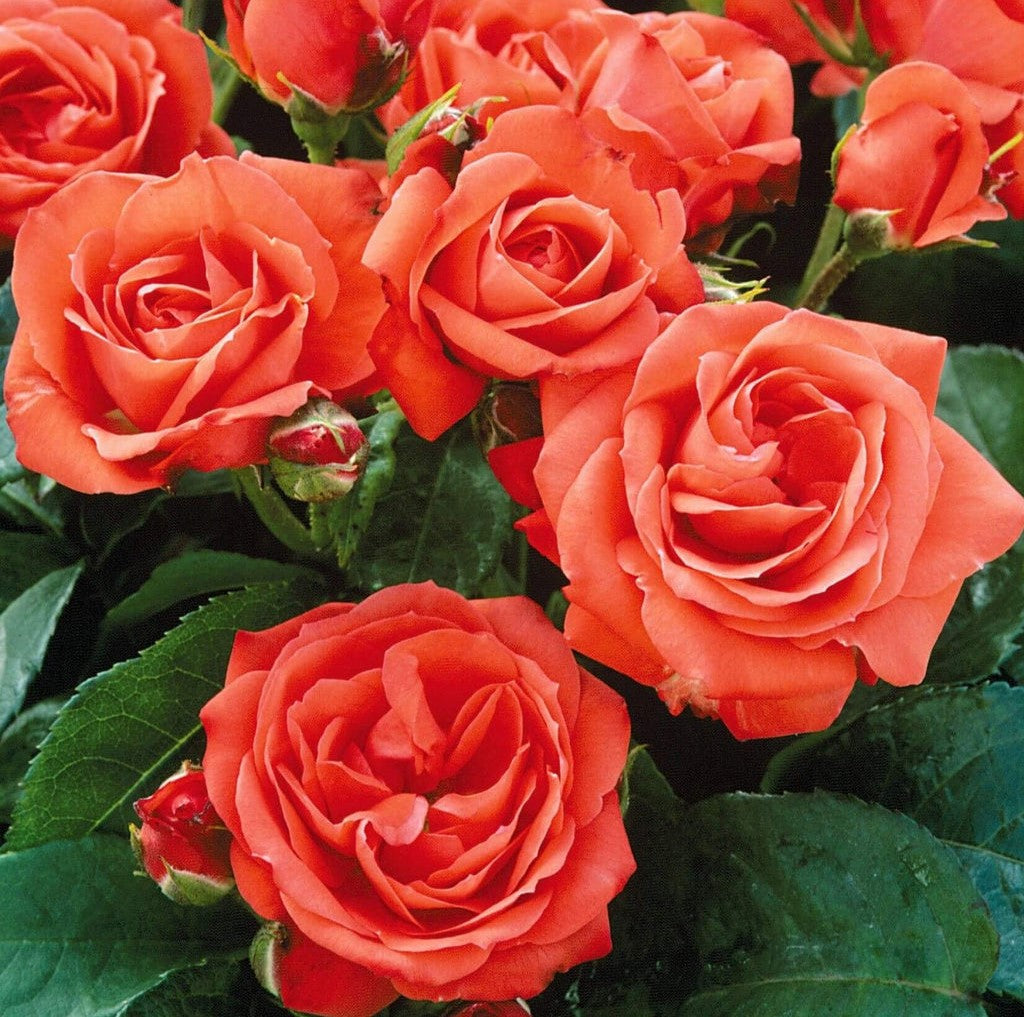 Orange Sensation