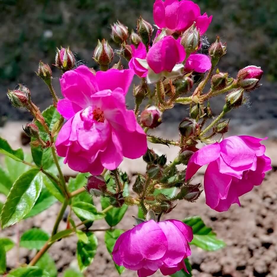 Perfumy Siluetta