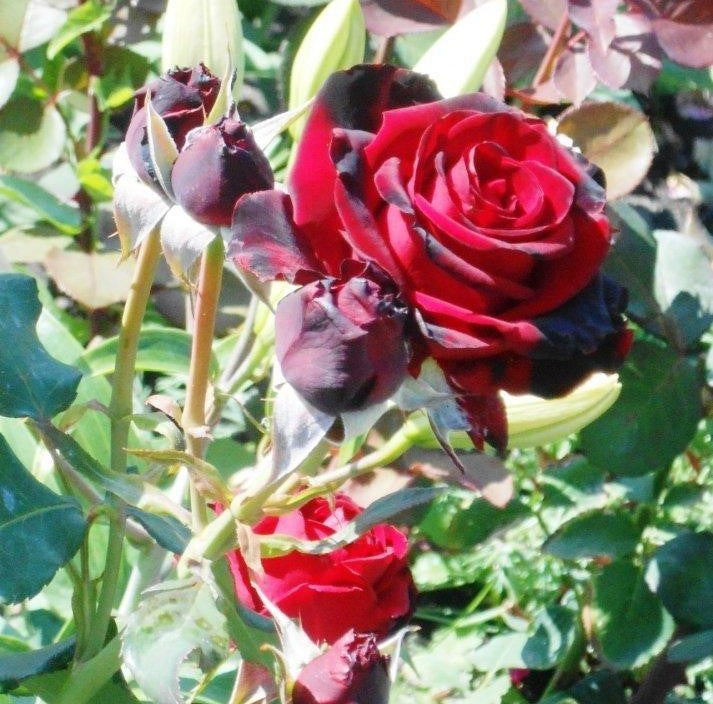 Schwarze Perle