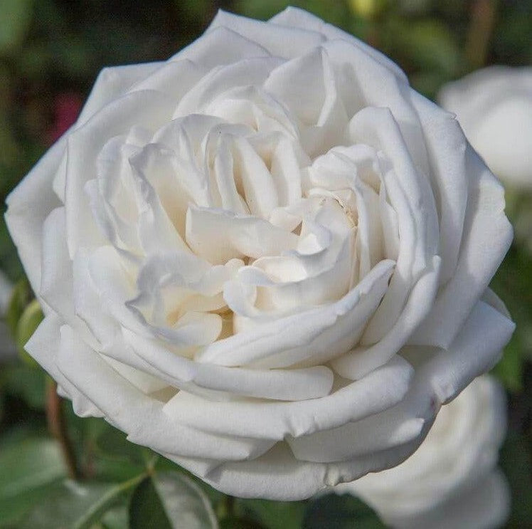 Pierre Arditi