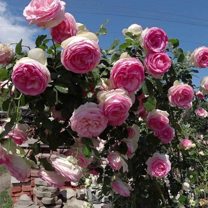 Eden Rose (Pierre de Ronsard)