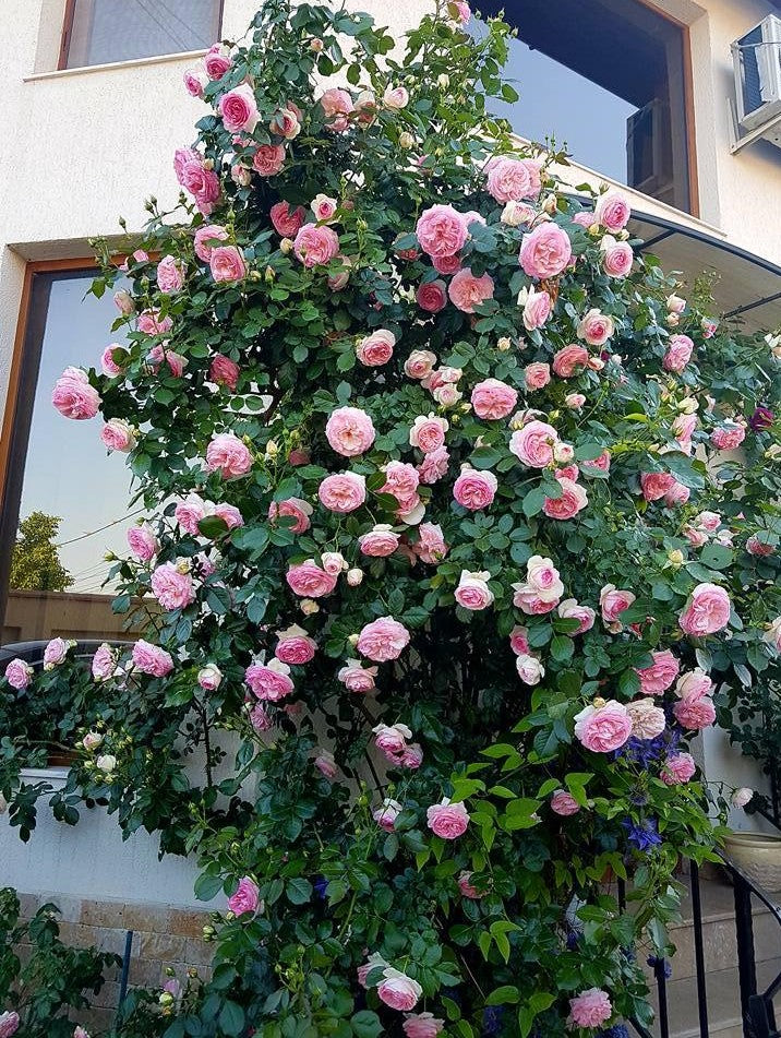 Eden Rose (Pierre de Ronsard)