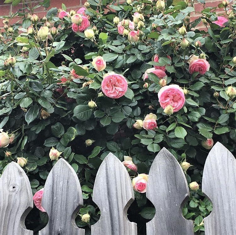 Eden Rose (Pierre de Ronsard)