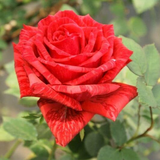 Red Intuition