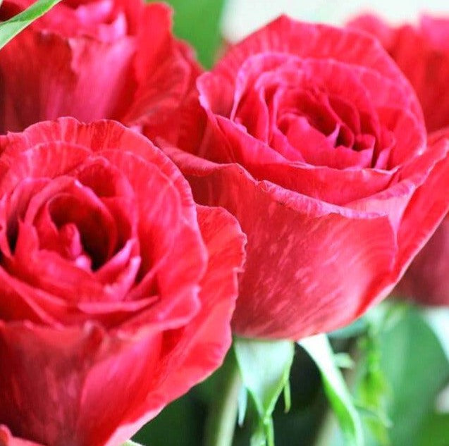 Red Intuition