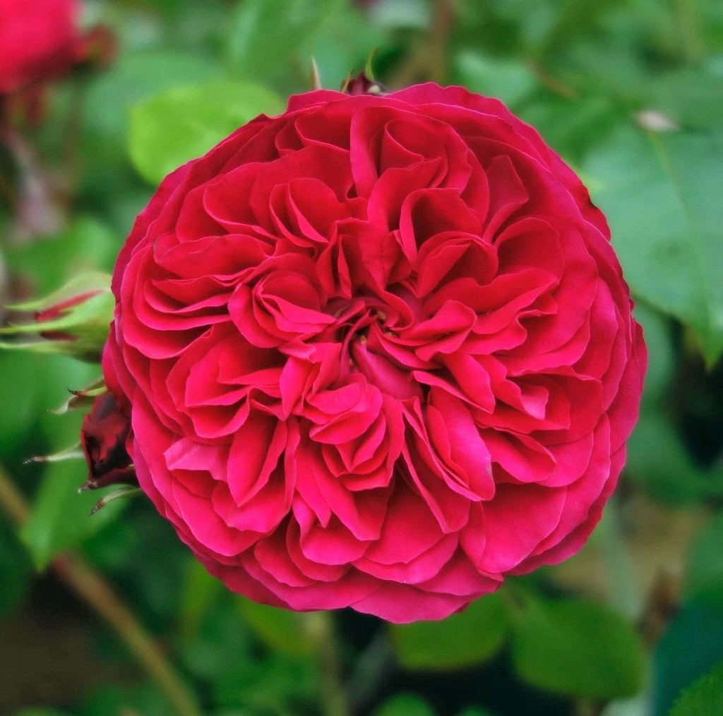 Red Leonardo da Vinci
