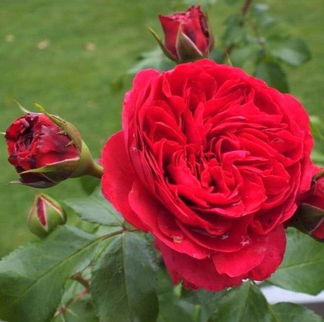 Red Leonardo da Vinci