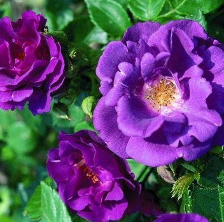 Rhapsody in Blue