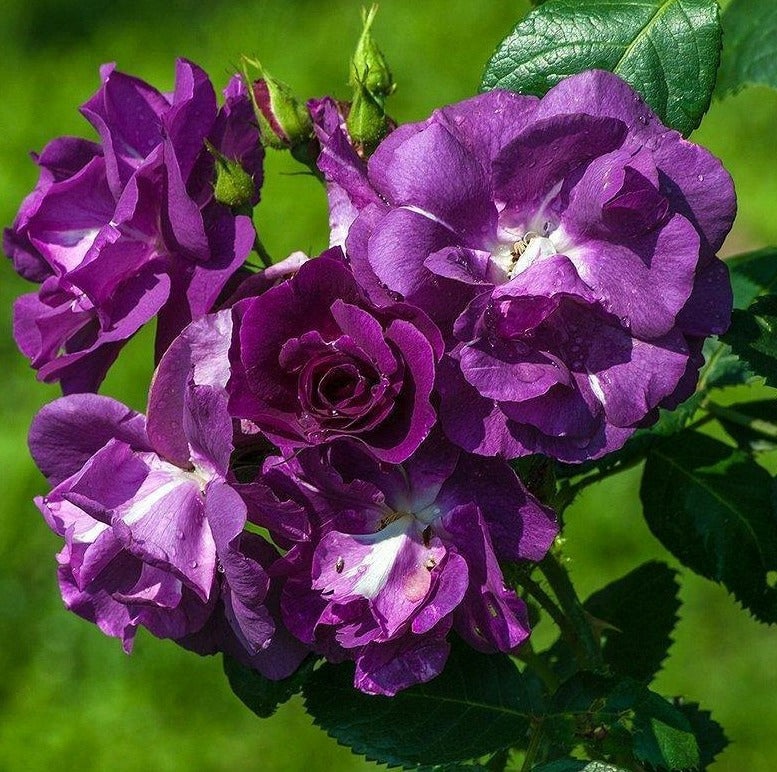 Rhapsody in Blue