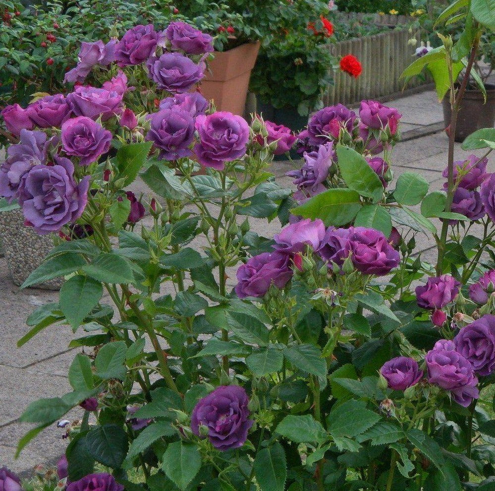 Rhapsody in Blue
