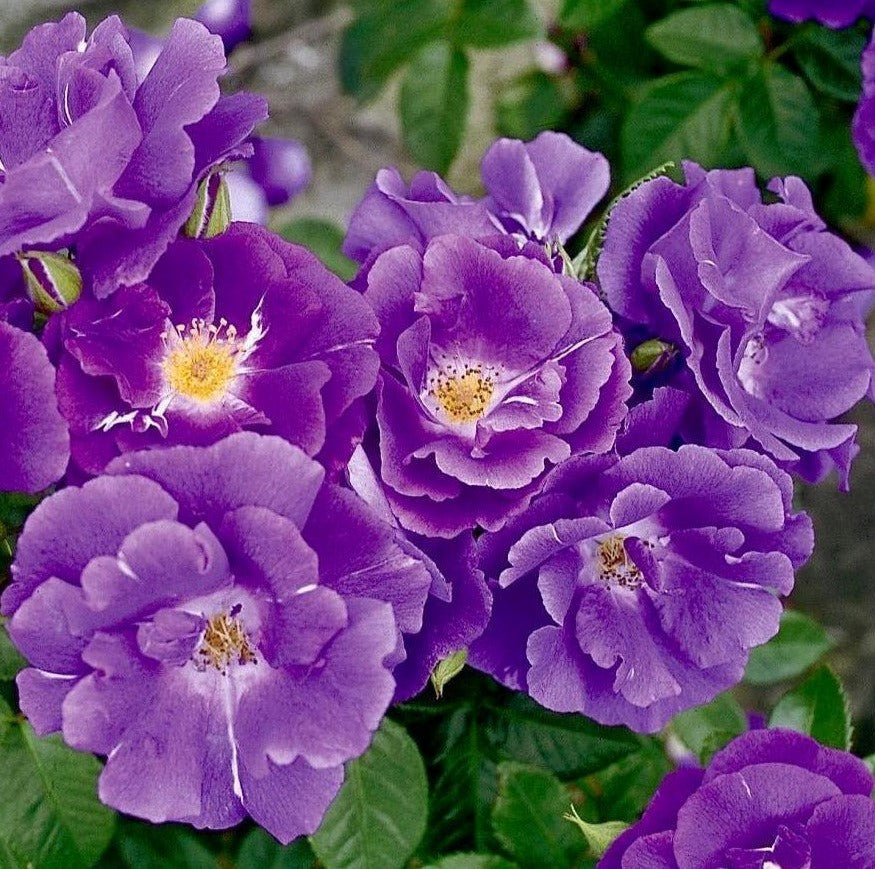 Rhapsody in Blue
