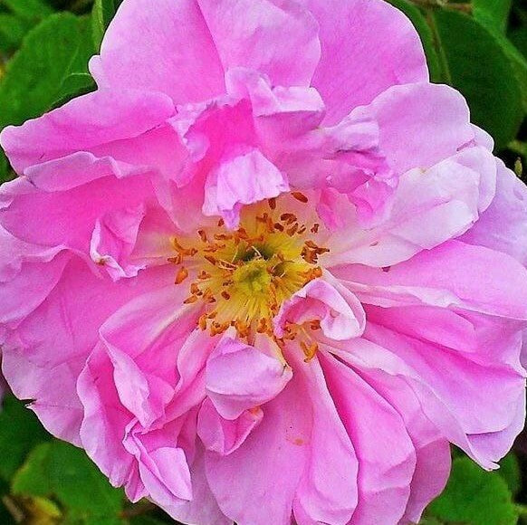 Rosa Damascena Trigintipetala