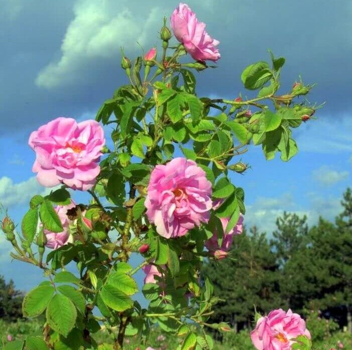 Rosa Damascena Trigintipetala
