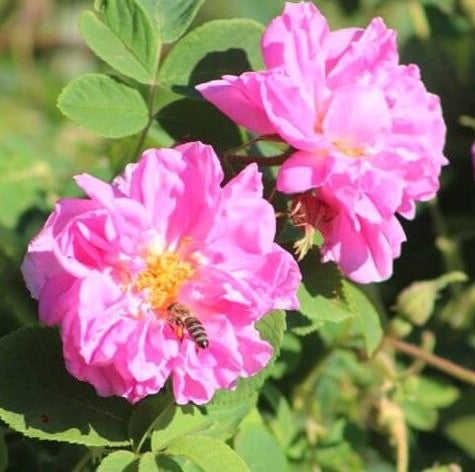 Rosa Damascena Trigintipetala