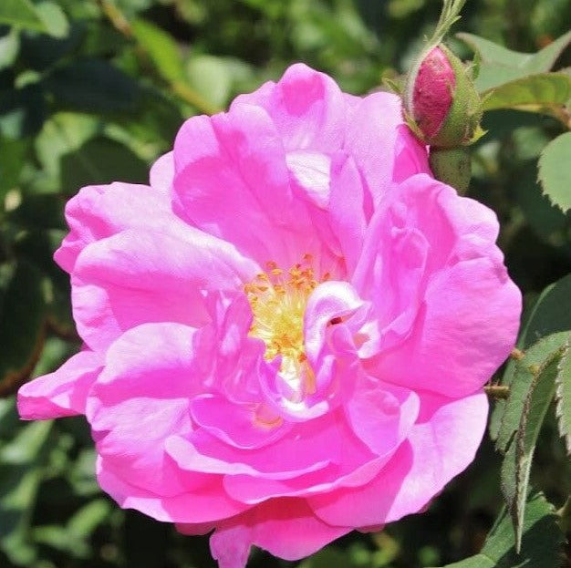 Rosa Damascena Trigintipetala