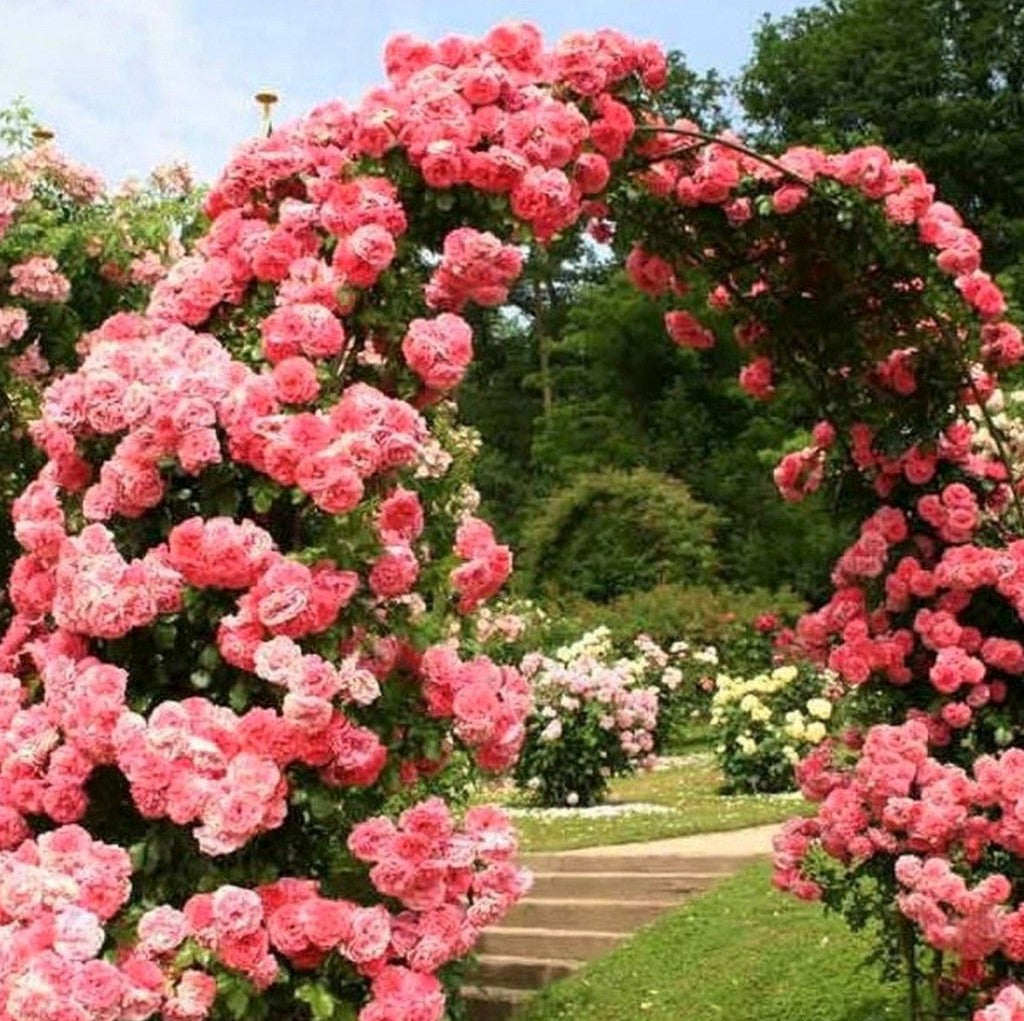 Rosarium Uetersen