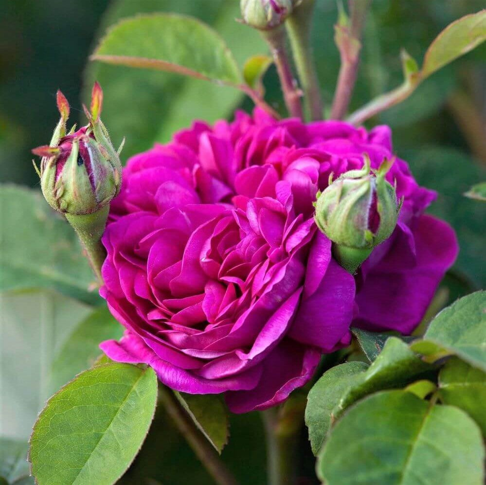 Rose de Rescht