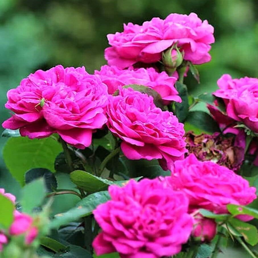 Rose de Rescht