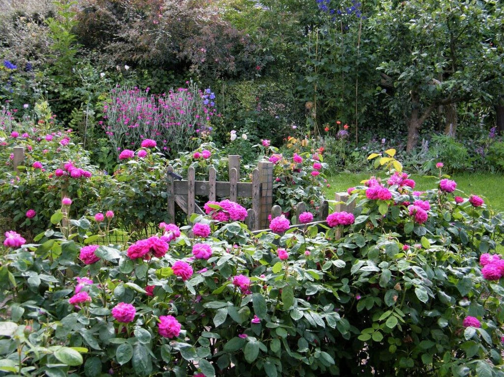 Rose de Rescht