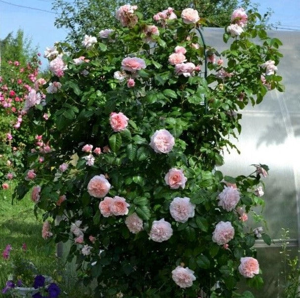 Rose de Tolbiac