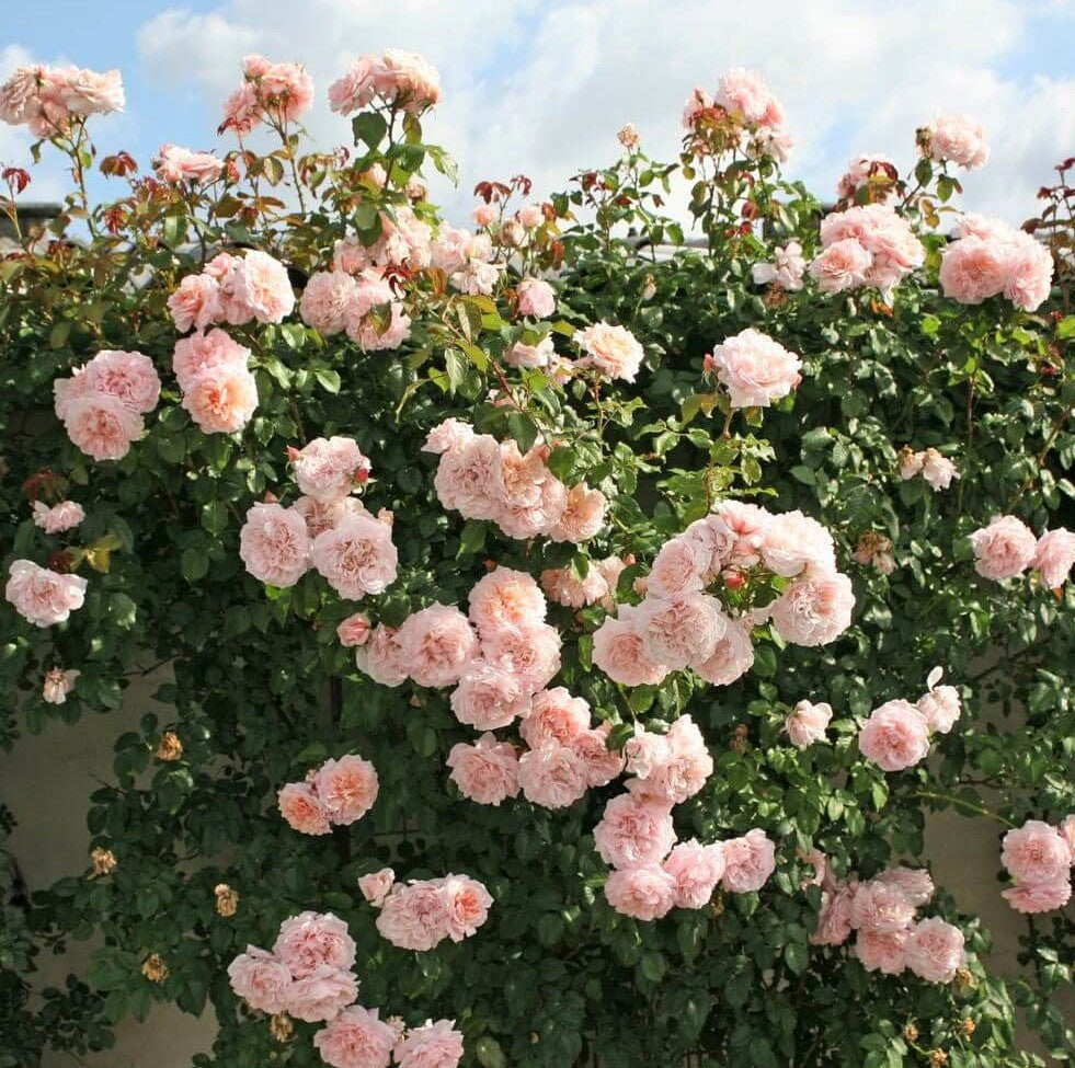 Rose de Tolbiac