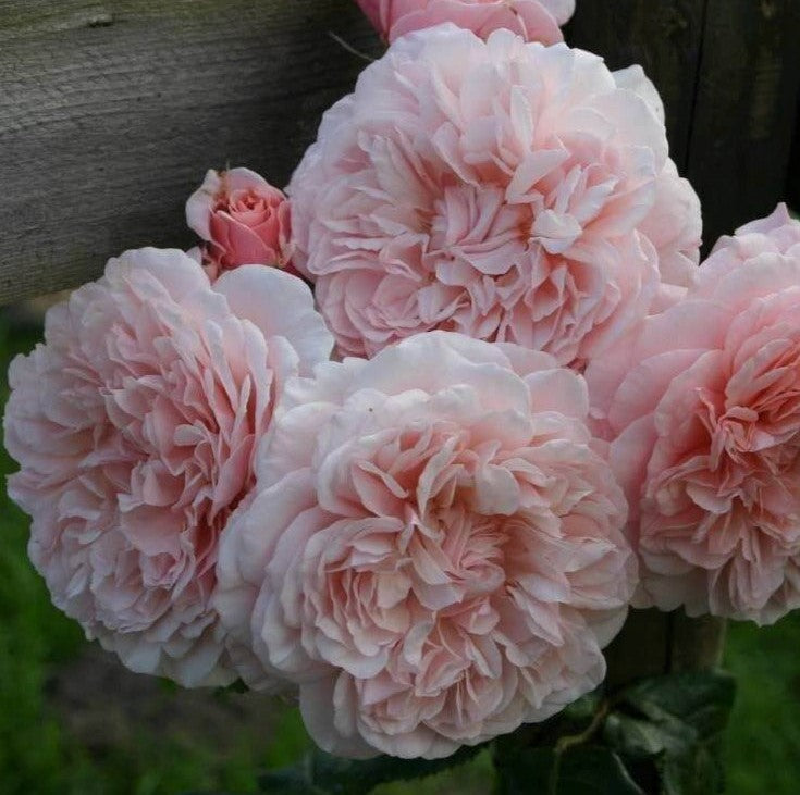 Rose de Tolbiac