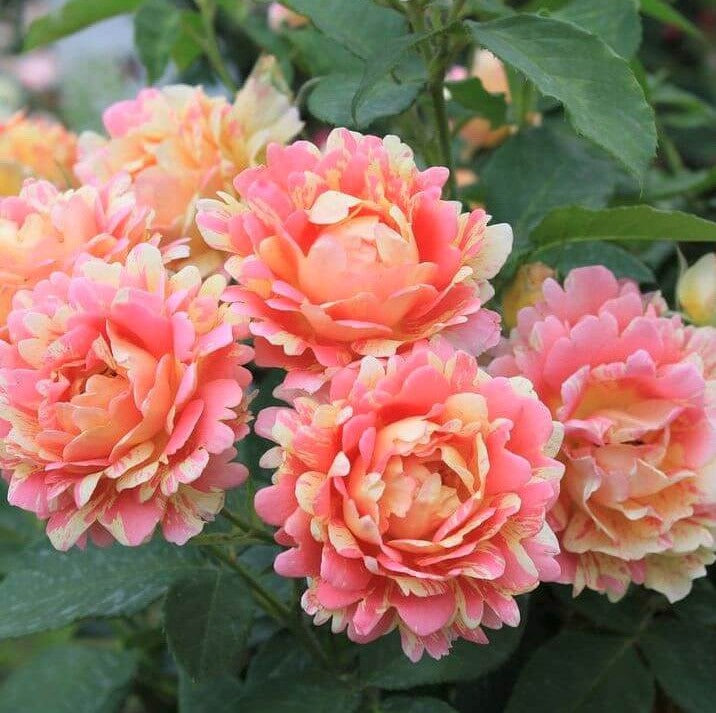 Rose des Cisterciens