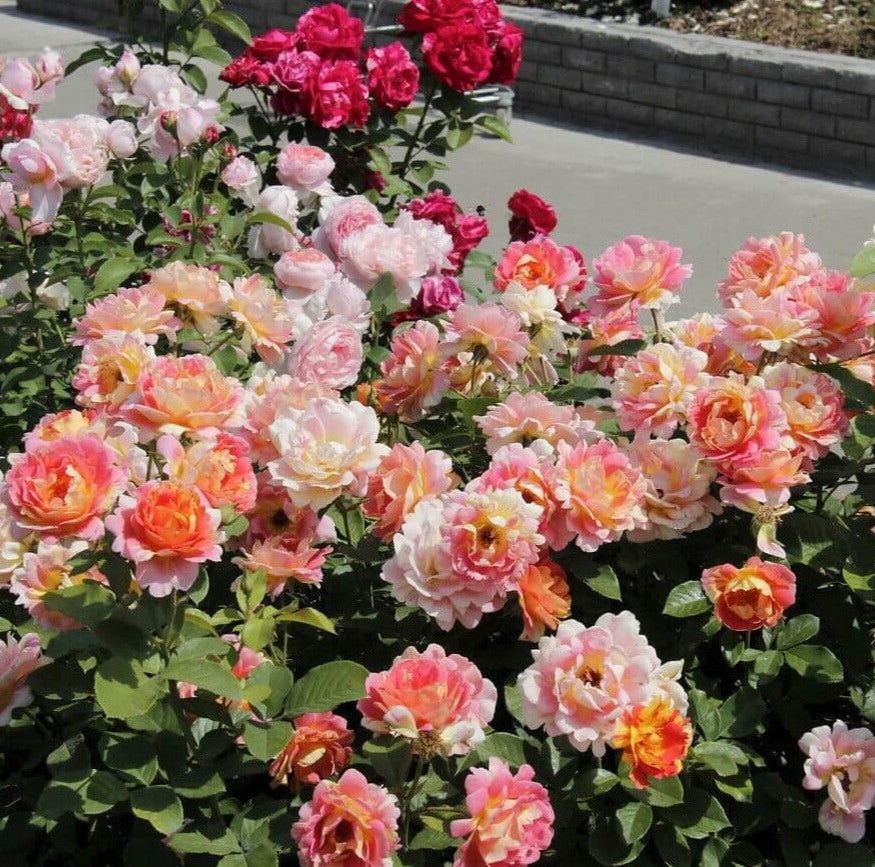 Rose des Cisterciens