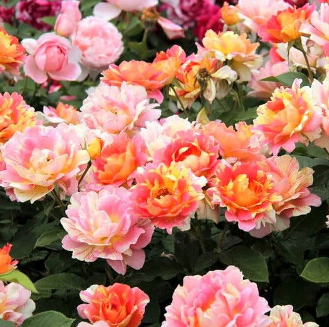 Rose des Cisterciens