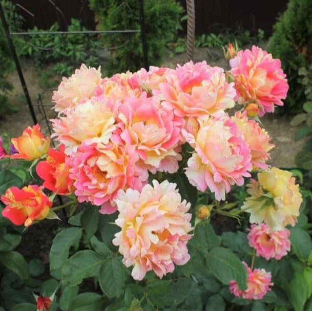 Rose des Cisterciens