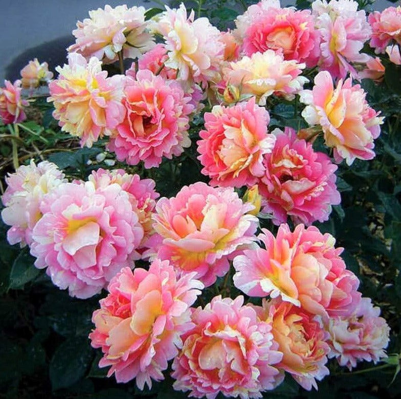 Rose des Cisterciens