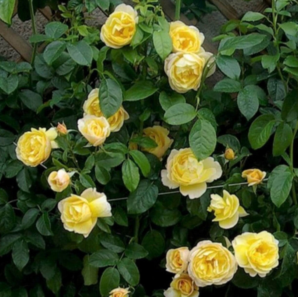 Soleil Vertical