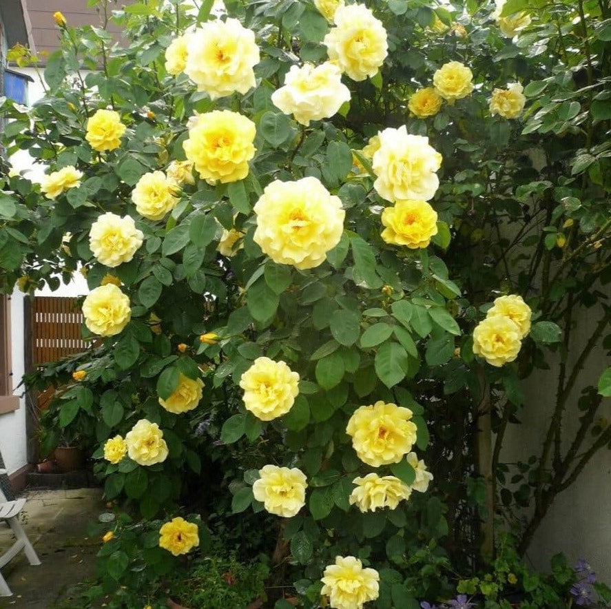 Soleil Vertical