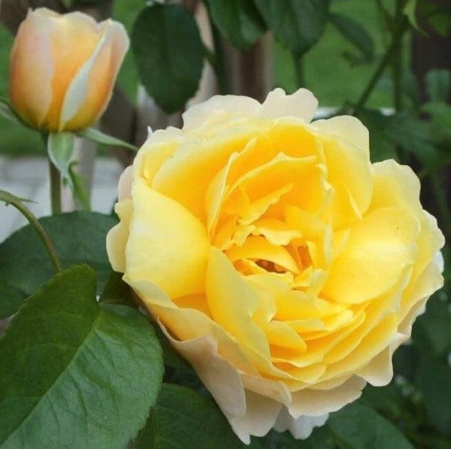 Soleil Vertical