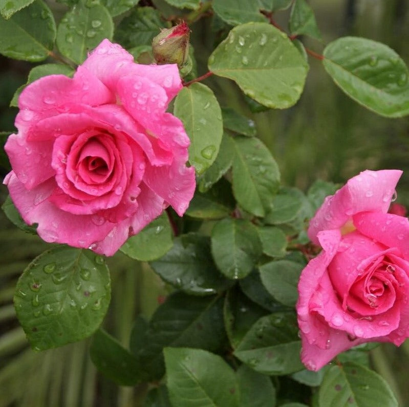 Zephirine Drouhin