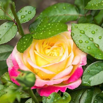 Gpt. Pullman Orient Express (Oriental Peace)