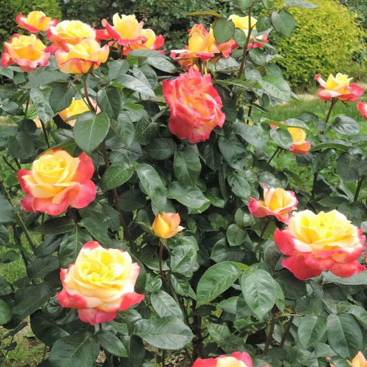 Gpt. Pullman Orient Express (Oriental Peace)