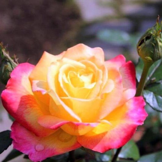 Gpt. Pullman Orient Express (Oriental Peace)