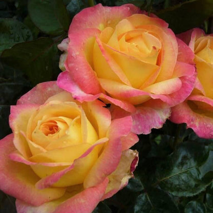 Gpt. Pullman Orient Express (Oriental Peace)